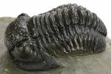 Detailed Proetid (Gerastos) Trilobite Fossil - Morocco #325835-1